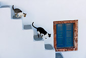 CAT 02 KH0262 01
Greek Island Cat And Kitten Running Down Stairs