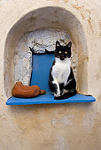 CAT 02 KH0263 01
Black And White Greek Island Cat Sitting In Alcove In Wall