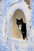 CAT 02 KH0264 01
Black And White Greek Island Cat Standing In Alcove In Wall