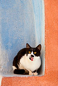 CAT 02 KH0265 01
Black And White Greek Island Cat Sitting In Alcove In Wall Yawning