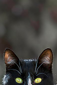 CAT 02 KH0266 01
Close-Up Of Black And White Greek Island Cat's Head
