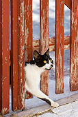 CAT 02 KH0270 01
Black And White Greek Island Cat Walking Through Red Gate