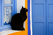 CAT 02 KH0273 01
Black Greek Island Cat Sitting By Blue And Orange Window