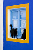 CAT 02 KH0275 01
Two Black Greek Island Cats Standing And Sitting By Blue And Orange Window