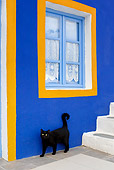 CAT 02 KH0277 01
Black Greek Island Cat Standing Under Blue And Orange Window