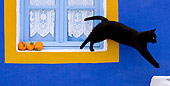 CAT 02 KH0278 01
Black Greek Island Cat Jumping Off Sill Of Blue And Orange Window