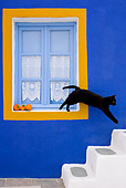 CAT 02 KH0279 01
Black Greek Island Cat Jumping Off Sill Of Blue And Orange Window