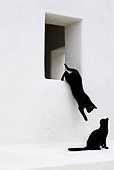 CAT 02 KH0280 01
Black Greek Island Cat Jumping Off White Windowsill By Another Black Cat