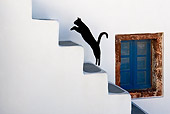 CAT 02 KH0281 01
Black Greek Island Cat Jumping Up White Stairs