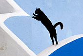 CAT 02 KH0282 01
Black Greek Island Cat Jumping On White Wall