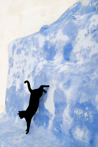Cat Jumping Down