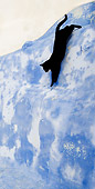 CAT 02 KH0284 01
Black Greek Island Cat Jumping Down Off Blue Wall