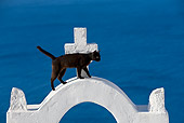 CAT 02 KH0285 01
Black Greek Island Cat Walking On White Arch By Ocean