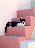 CAT 02 KH0287 01
Black And White Greek Island Cat Laying On Pink Stairs