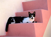 CAT 02 KH0288 01
Black And White Greek Island Cat Laying On Pink Stairs