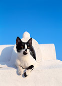 CAT 02 KH0289 01
Black And White Greek Island Cat Laying On White Roof