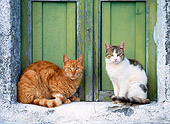 CAT 02 KH0292 01
Two Greek Island Cats Sitting On Windowsill