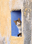 CAT 02 KH0294 01
Tabby And White Greek Island Cat Sitting In Alcove In Wall