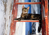 CAT 02 KH0295 01
Brown Tabby Greek Island Cat Laying On Red Ladder