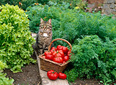 CAT 02 KH0298 01
Brown Tabby Cat Sitting In Garden By Basket Of Tomatoes