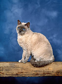 CAT 02 KH0299 01
Selkirk Rex Cat Sitting On Log Studio