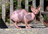 CAT 02 LS0001 01
Sphynx Cat Crouching On Wooden Bench
