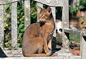 CAT 02 LS0002 01
Abyssinian Cat Sitting On Wooden Bench