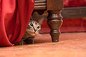 CAT 02 MQ0001 01
Head Shot Of Tabby Cat Under Chair