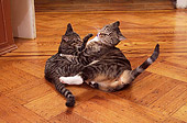 CAT 02 MQ0002 01
Two Tabby Cats Playing On Floor