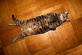 CAT 02 MQ0004 01
Overhead Shot Of Fat Tabby Cat Laying On Back On Floor