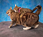 CAT 02 MQ0010 01
Two Tabby Cats Fighting Blue Background