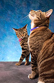 CAT 02 MQ0011 01
Two Tabby Cats Sitting Blue Background