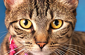 CAT 02 MQ0013 01
Close Up Head Shot Of Tabby Cat