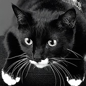 CAT 02 MR0001 01
Portrait Head Shot Of Black And White Cat