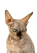 CAT 02 MR0002 01
Head On Shoulder Shot Of Sphynx Cat On White Seamless