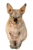 CAT 02 MR0003 01
Head On View Of Sphynx Cat Sitting On White Seamless