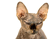 CAT 02 MR0004 01
Head Shot Of Sphynx Cat On White Seamless