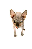 CAT 02 MR0005 01
Head On View Of Sphynx Cat Standing On White Seamless