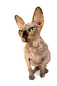 CAT 02 MR0006 01
Head On View Of Sphynx Cat Sitting On White Seamless