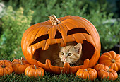 CAT 02 RC0002 01
Portrait Of Red Tabby Cat Peeking Out Of Jack O' Lantern