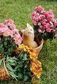 CAT 02 RC0005 01
Overhead View Of Orange Tabby Cat Sitting In Flower Pot By Flowers