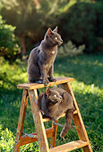 CAT 02 RC0006 01
Two Gray Cats Sitting On Ladder By Shrubs