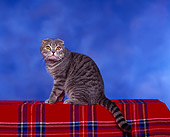CAT 02 RK0004 01
Scottish Fold Blue Mackeral Tabby Sitting