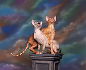 CAT 02 RK0007 01
Red McTabby & Tortie Point Cornish Rex Crossed Looking Up On Pedestal