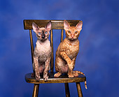 CAT 02 RK0009 01
Red McTabby & Tortie Point Cornish Rex Sitting On Chair