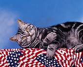 CAT 02 RK0024 01
American Shorthair Silver Tabby Laying On Side Studio