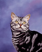 CAT 02 RK0026 01
Head Shot Of American Silver Tabby Studio