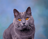 CAT 02 RK0033 02
Head Shot Of Chartreux Blue Male Studio