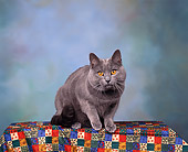 CAT 02 RK0035 01
Chartreux Blue Male Sitting Studio
