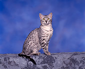 CAT 02 RK0049 02
Egyptian Mau Silver Spotted Sitting Studio
